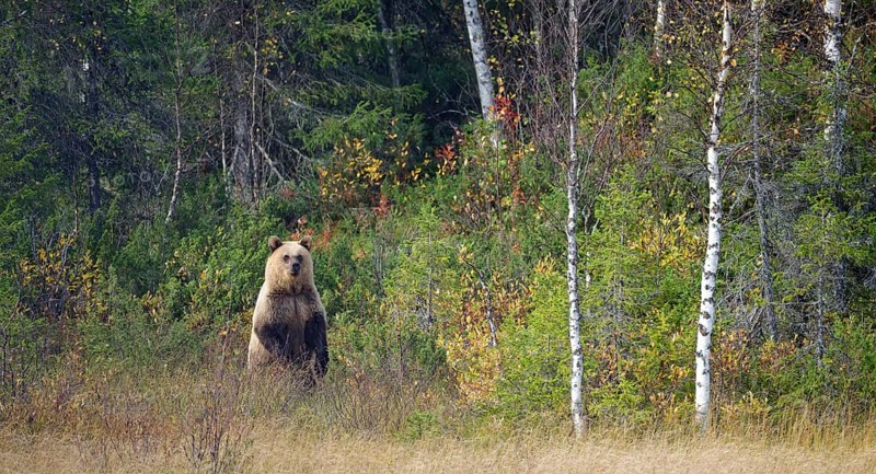 Female bear (Ursus arctos), strikingly bright colouring of the fur, upright posture, in high grass at the edge of the forest, observing surroundings, autumn mood, cropped image, Northern Finland, Finland, Europe