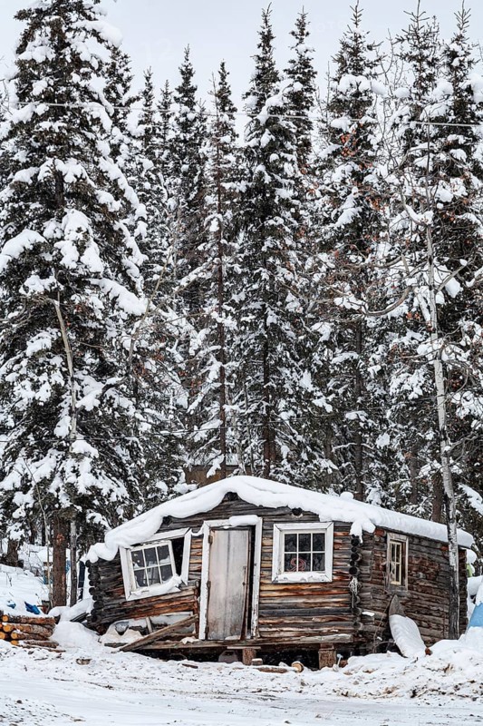 Dilapidated wooden cabin, cabin, conifers, winter, snow, Alaska Highway, Alaska, USA, North America