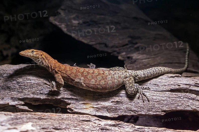 Pilbara rock monitor (Varanus pilbarensis), captive, Germany, Europe