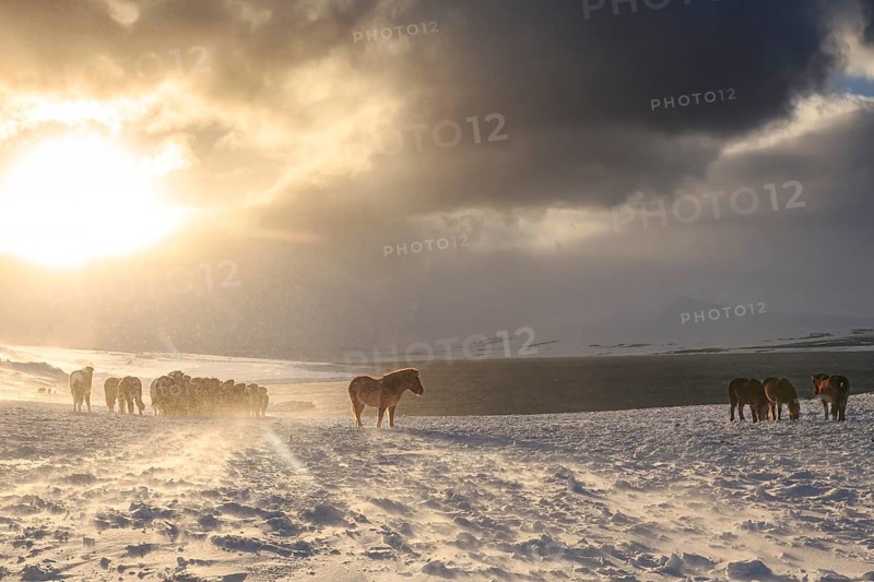 A herd of Icelandic horses standing in a snowstorm on the coast, winter, Akureyri, North Iceland, Iceland, Europe