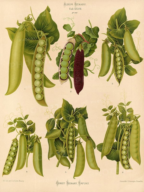 Vegetables, peas, after Ernst Samuel Benary (10 November 1819, 19 February 1893), Hessian horticulturalist, Historical, digitally restored reproduction from a 19th century original, Record date not stated