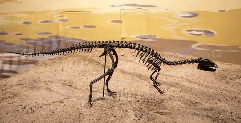Vernal, Utah, The Utah Field House of Natural History State Park Museum displays dinosaur models, skeletons, bones, and fossils. A juvenile Dryosaurus from the Jurassic period is on display