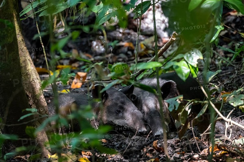 Baird's tapir (Tapirus bairdii), mother with young, lying asleep in the rainforest, Corcovado National Park, Osa, Puntarena Province, Costa Rica, Central America