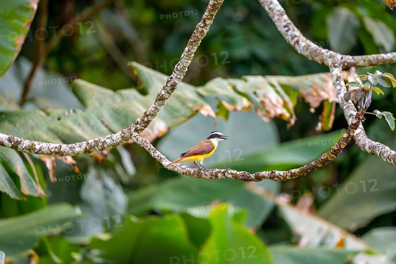 Sulphur-masked Flycatcher (Pitangus sulphuratus), bird sitting on a branch, tropical rainforest, Corcovado National Park, Osa, Puntarena Province, Costa Rica, Central America