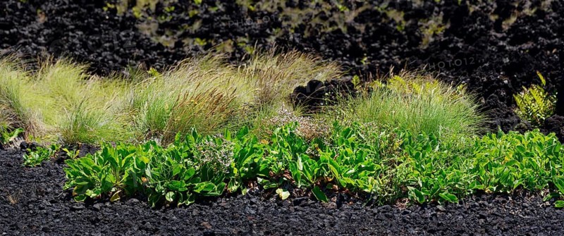 Close-up of grasses and plants on the lava floor in the greenery, Termas da Ferraria, Sao Miguel Island, Azores, Portugal, Europe