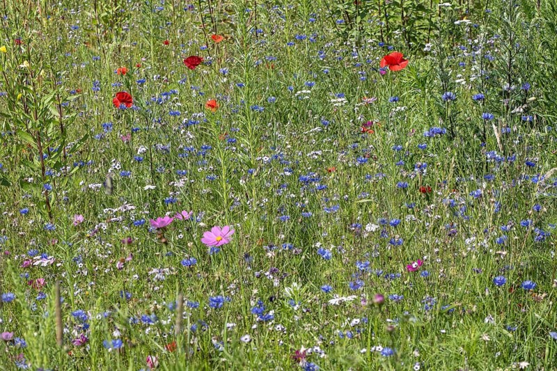 Flower meadow with poppy flower (Papaver rhoeas) and cornflowers (Centaurea cyanea), Emsland, Lower Saxony, Germany, Europe