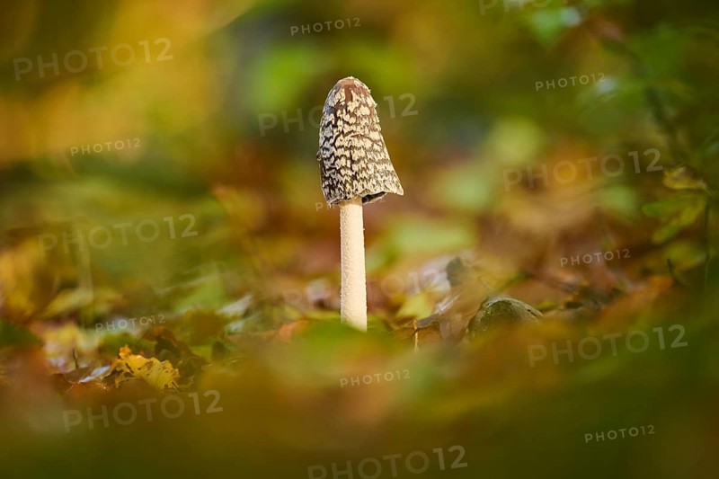 Magpie mushroom (Coprinopsis picacea) growing in a forest in autmn, Bavaria, Germany, Europe