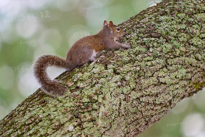 Grey Squirrel (Sciurus carolinensis), climbing on tree, springtime, Florida, USA, North America