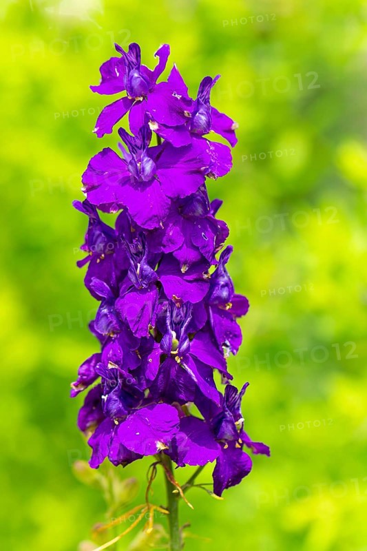 Close-up of purple delphinium flowers with blurred green background, Ternitz, Lower Austria, Austria, Europe