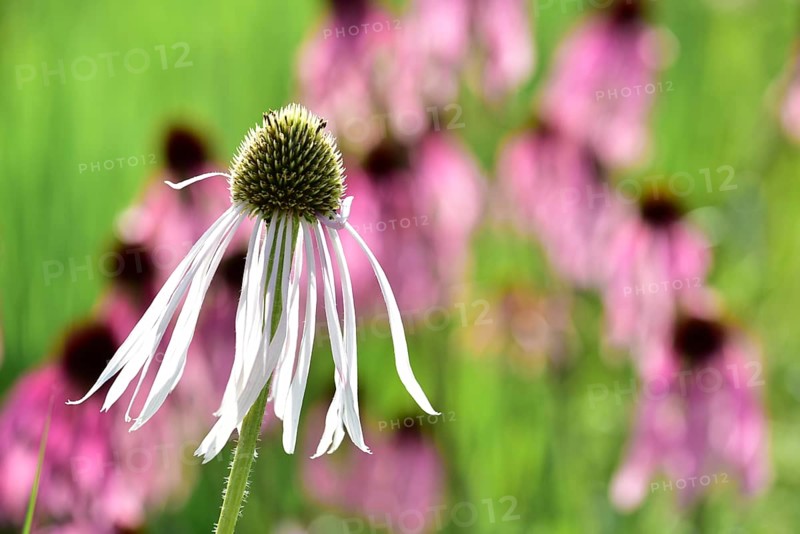 Flower of a white coneflower (Echinacea purpurea Alba), in the background purple cone flower (Echinacea purpurea), Bavaria, Germany, Europe