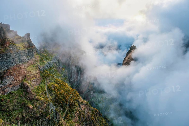 A mountain covered in fog and clouds with blooming Cytisus shrubs. Near Pico de Arieiro, Madeira island, Portugal, Europe