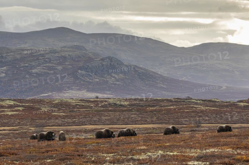 Herd of musk oxen (Ovibos moschatus), grazing, off Bergen, autumn, Dovrefjell National Park, Norway, Europe
