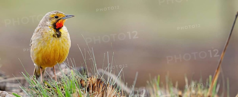 Large-spurred Pipit, cape longclaw (Macronyx capensis), Wakkerstrom surroundings, Wakkerstrom, Mpumalanga, South Africa, Africa