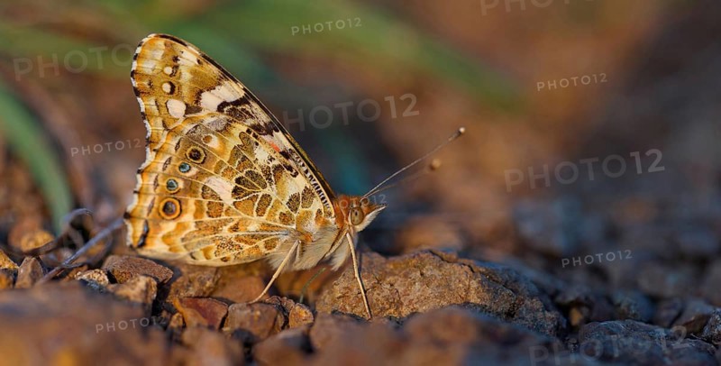 Thistle butterfly, (Vanessa cardu), Syn. Cynthia cardui, butterfly, Kaiserstuhl, Baden-Württemberg, Germany, Europe