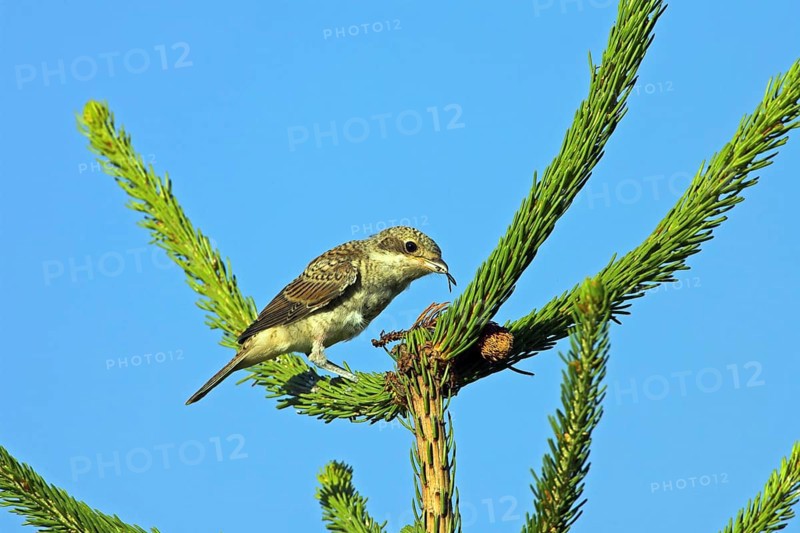 Red-backed shrike, red-backed shrike, thorn-backed shrike, family of shrikes, (Lanius collurio), female, Nahe valley, Hockenheim, Baden-Württemberg, Germany, Europe