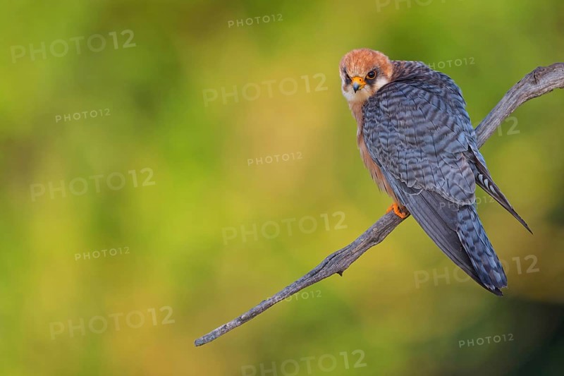 Red-footed Falcon, (Falco vespertinu), flight photo, falcon family, Tower Hide, Tiszaalpár, Kiskunsági National Park, Bács-Kiskun, Hungary, Europe