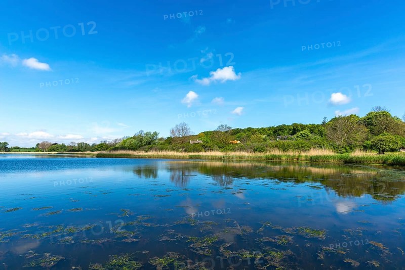 Nyborg, living in the countryside, reed banks, forest, groups of trees, individual houses, idyll, water reflection, Baltic Sea, Fyn, Fyn Island, Denmark, Europe
