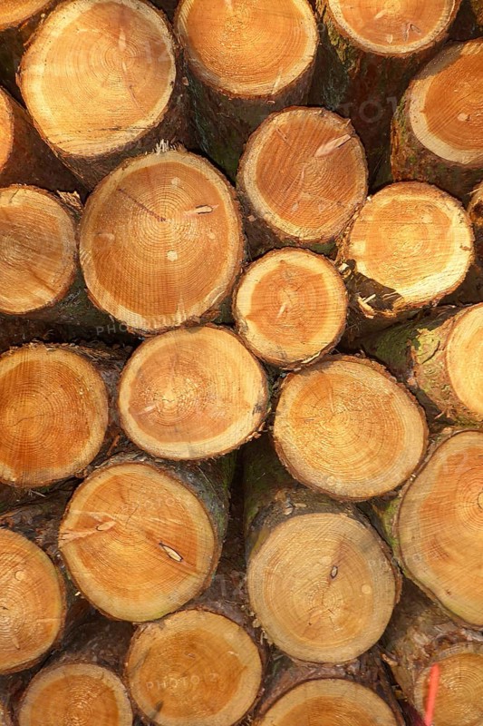 Freshly felled trees stacked tree trunks with visible annual rings partly with marks from chainsaw on cut surface are stacked on top of each other, timber industry, Germany, Europe