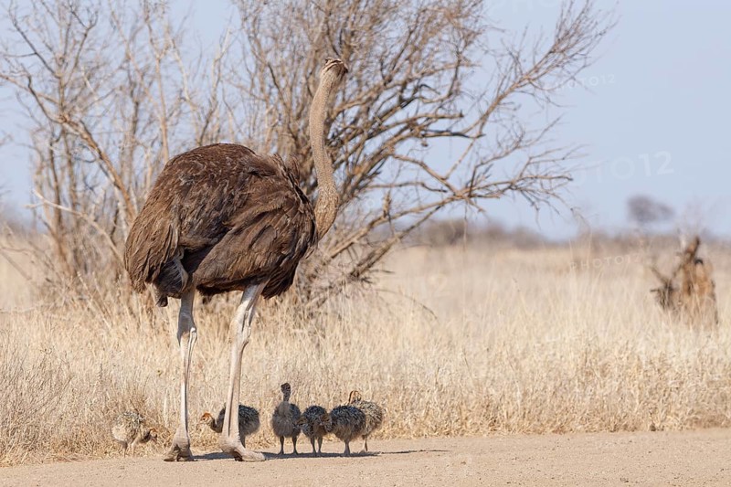 South African ostriches (Struthio camelus australis), group of several chicks, standing on the dirt road, in the shade of their mother, Kruger National Park, South Africa, Africa