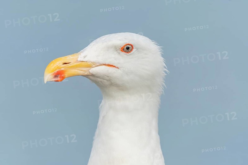 Lesser Black-backed Gull (Larus fuscus) portrait in a harbour on the Atlantic coast. Camaret, Crozon, Finistere, Brittany, France, Europe