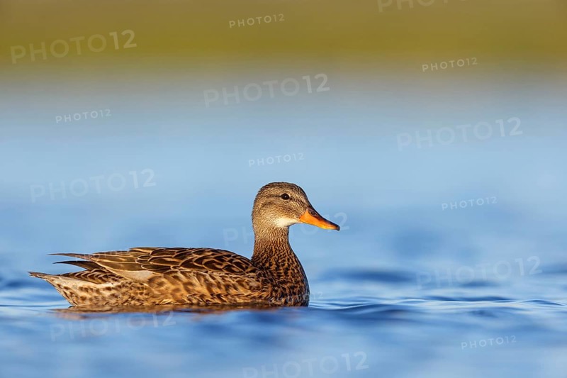Gadwall, (Anas strepera), Mareca strepera, Wagbachniederung, Villafranca de los Caballeros, Baden-Württemberg, Federal Republic of Germany