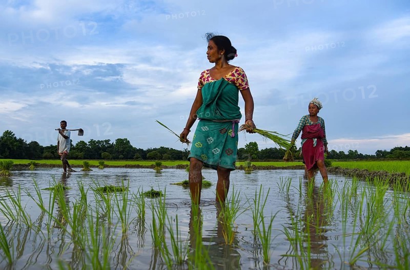 Women farmer planting rice saplings at a paddy field in Baghmara village in Baksa district of Assam, India on 10 July 2021. Summer crop plating lags due to lack of monsoon rain in India