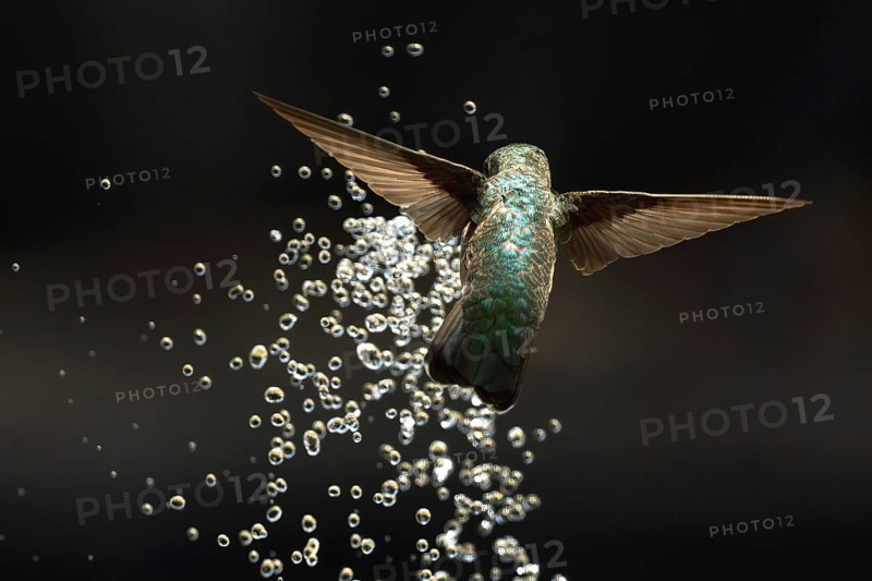 Anna's hummingbird (calypte anna) enjoying the water fountain drops