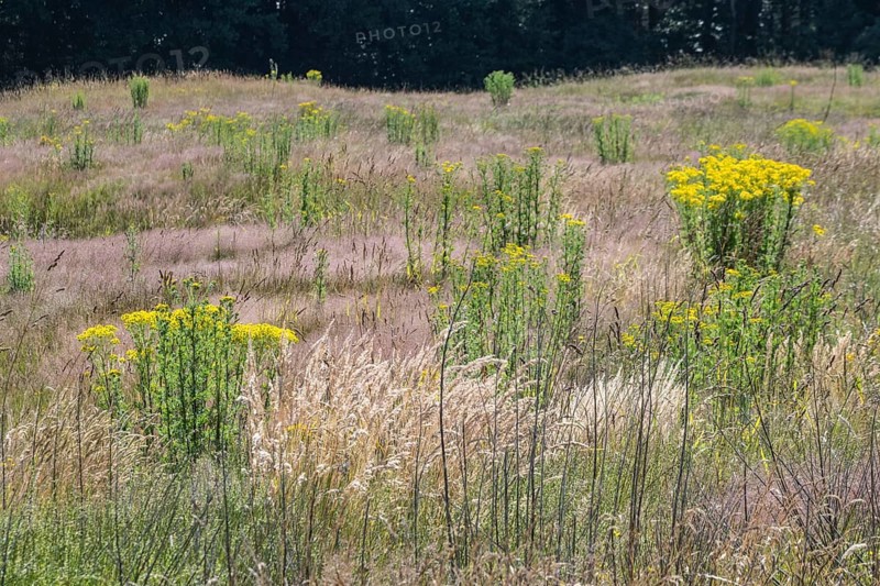 Extensive meadow with St James' ragwort (Senecio jacobaea) and flowering grasses, Emsland, Lower Saxony, Germany, Europe