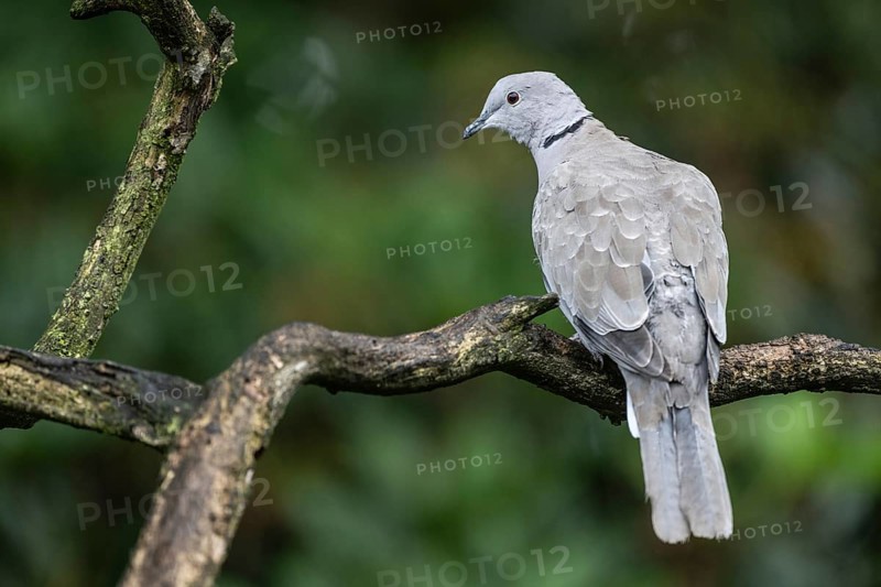 Eurasian Collared Dove (Strptopelia decaocto), Emsland, Lower Saxony, Germany, Europe
