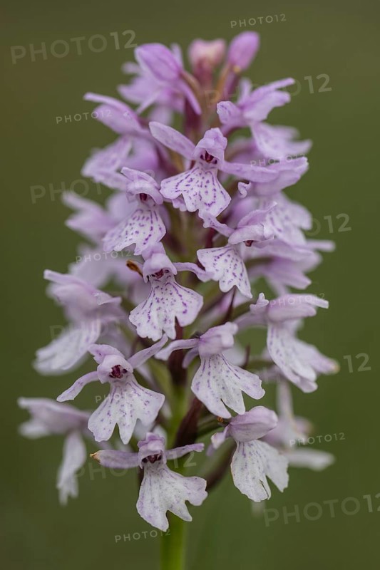 Southern marsh orchid (Dactylorhiza praetermissa), Emsland, Lower Saxony, Germany, Europe