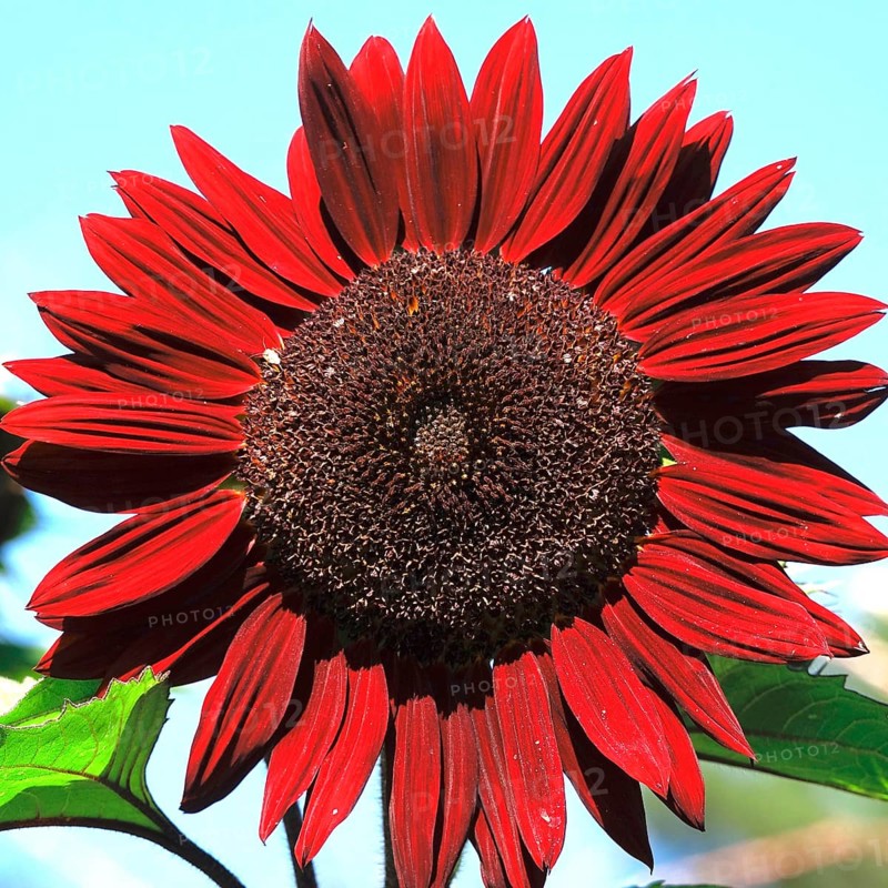 Red sunflower, summer, Germany, Europe