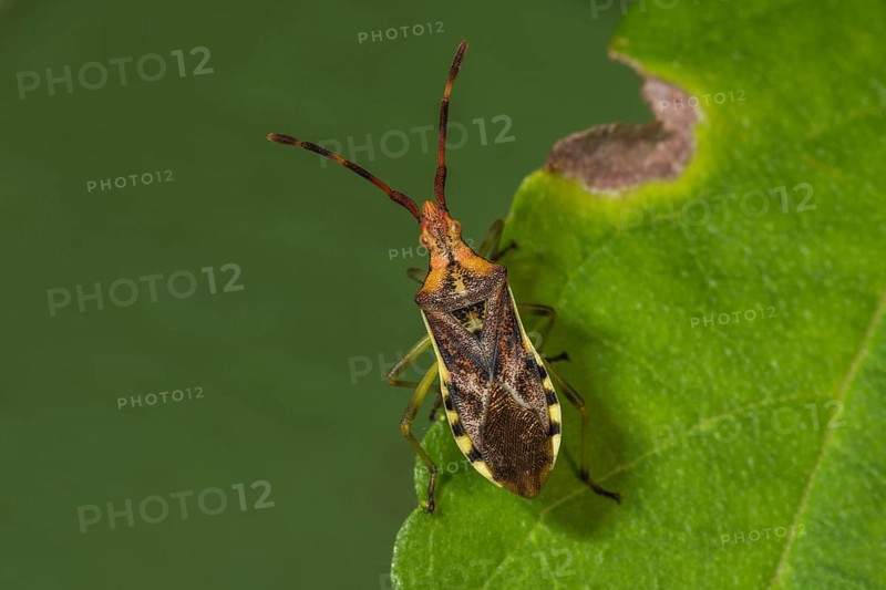 Close-up view of a juniper meadow bug (Gonocerus juniperi) on a green leaf in nature, Baden-Württemberg, Germany, Europe