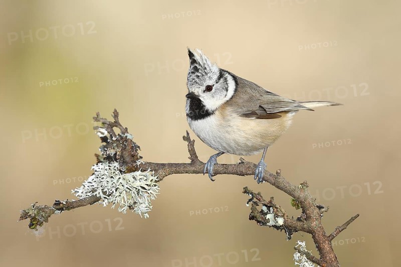 Crested tit (Lophophanes cristatus), sitting on a branch overgrown with reindeer lichen (Cladonia rangiferina), North Rhine-Westphalia, Germany, Europe