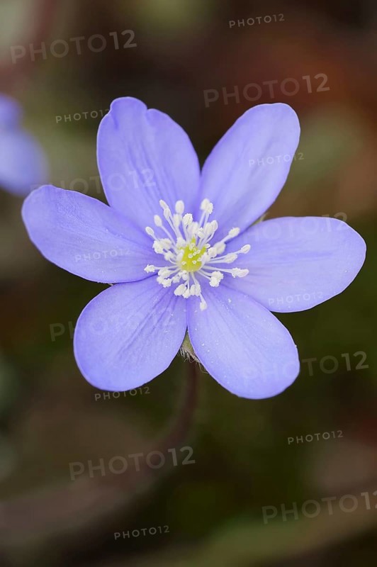 Liverwort (Hepatica nobilis, Anemone hepatica), flower, North Rhine-Westphalia, Germany, Europe