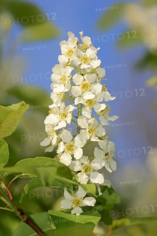Common weeping cherry (Prunus padus, Padus avium), flowering, North Rhine-Westphalia, Germany, Europe