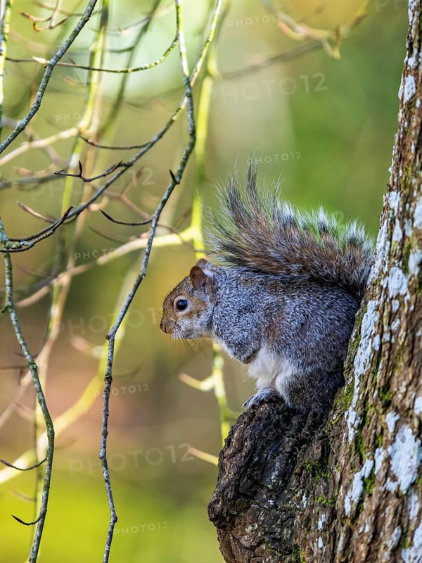 Grey Squirrel, Sciurus carolinensis in a forest