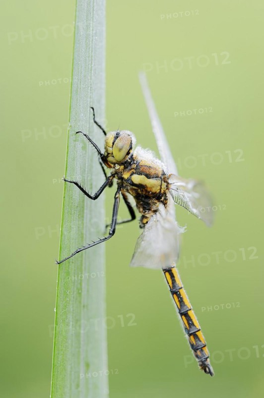 Black-tailed skimmer (Orthetrum cancellatum), female, North Rhine-Westphalia, Germany, Europe