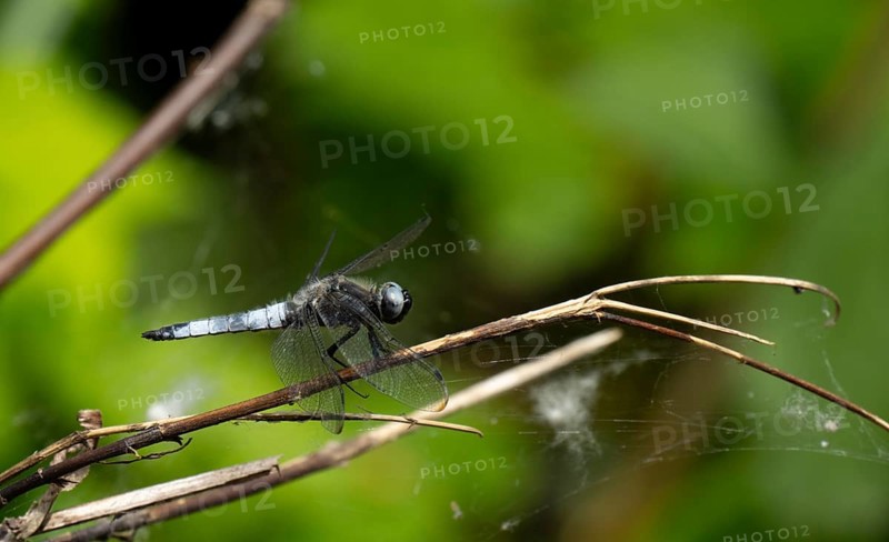 Broad-bodied chaser (Libellula depressa), Lower Austria