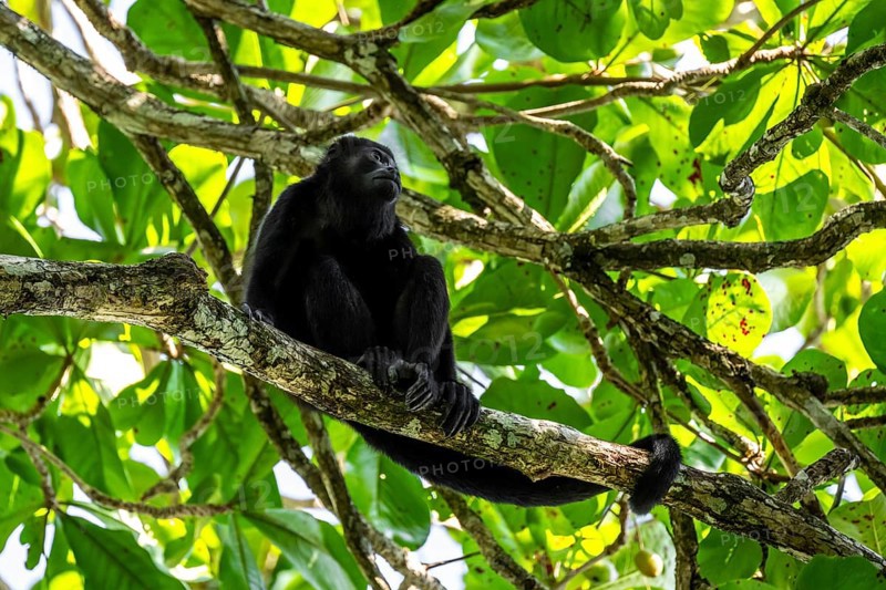Mantled howler (Alouatta palliata) sitting in a tree, Cahuita National Park, Costa Rica, Central America