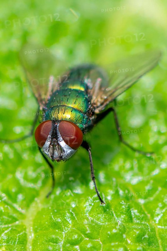 Macro photograph of an iridescent blow fly (Calliphoridae) with red eyes on a green leaf, Ternitz, Lower Austria, Austria, Europe