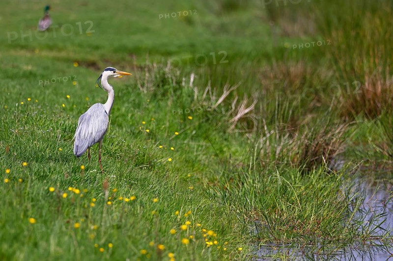 Grey heron (Ardea cinerea) standing in a meadow by a creek, Elbmarschen, Wedel, Schleswig-Holstein, Germany, Europe