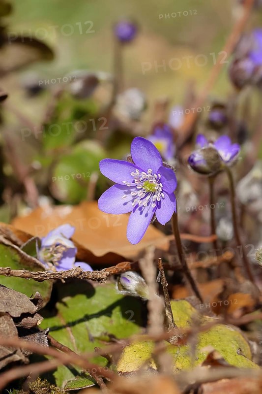 Liverwort (Hepatica nobilis), blue flowers in a forest, North Rhine-Westphalia, Germany, Europe