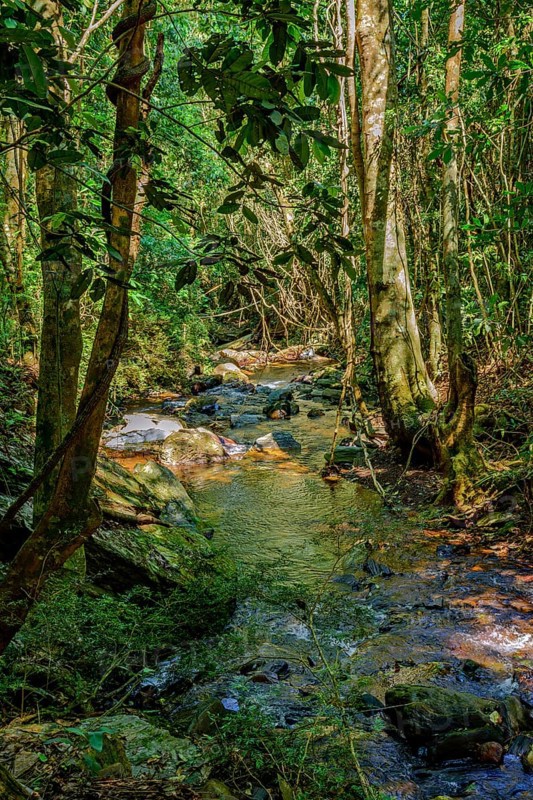 Small stream among dense rainforest vegetation and rocks in the state of Minas Gerais, Brazil, Minas Gerais, Brazil, South America