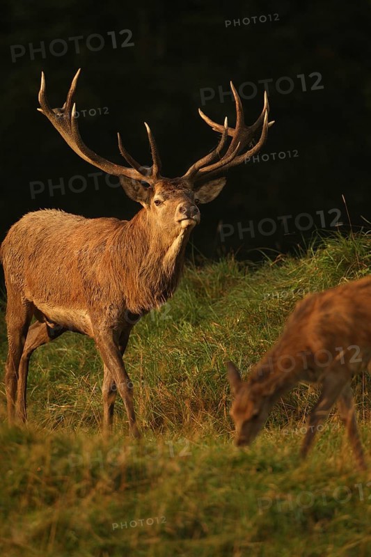 Red deer (Cervus elaphus) Red deer during the rut, Allgäu, Bavaria, Germany, Allgäu, Bavaria, Germany, Europe