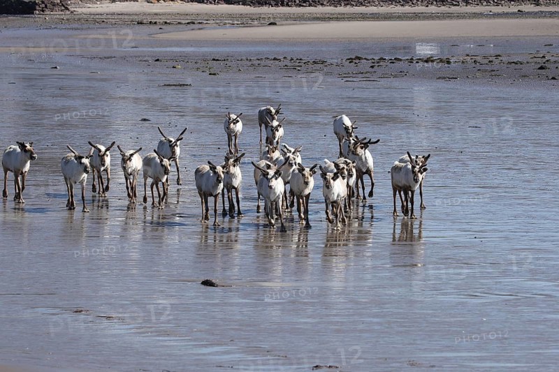 Reindeer (Rangifer tarandus) at low tide on the beach of the Barents Sea, Northern Norway, Lapland, Norway, Scandinavia, Europe