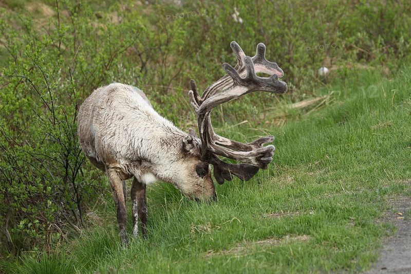 Reindeer (Rangifer tarandus) male, domesticated animal with strong velvet antlers, tundra, northern Finland, Scandinavia
