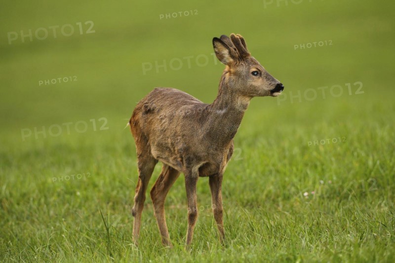 European roe deer (Capreolus capreolus) fawn in winter coat and short velvet horns with eye injury in the meadow, Allgäu, Bavaria, Germany, Europe