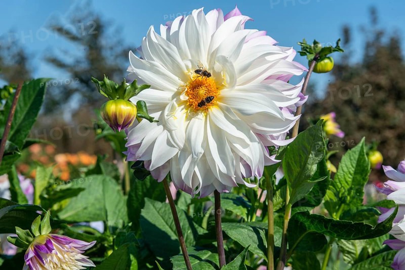 Flowering Dahlias (Dahlia), variety Ferncliff Illusion in the Dahlia Farm in Löderup, Ystad municipality, Skåne County, Sweden, Scandinavia, Europe