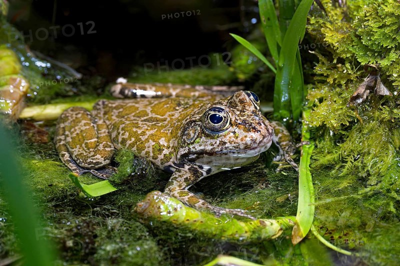 Sea frog (Pelophylax ridibundus), order of frogs in the family of true frogs, captive, occurring in and near water bodies
