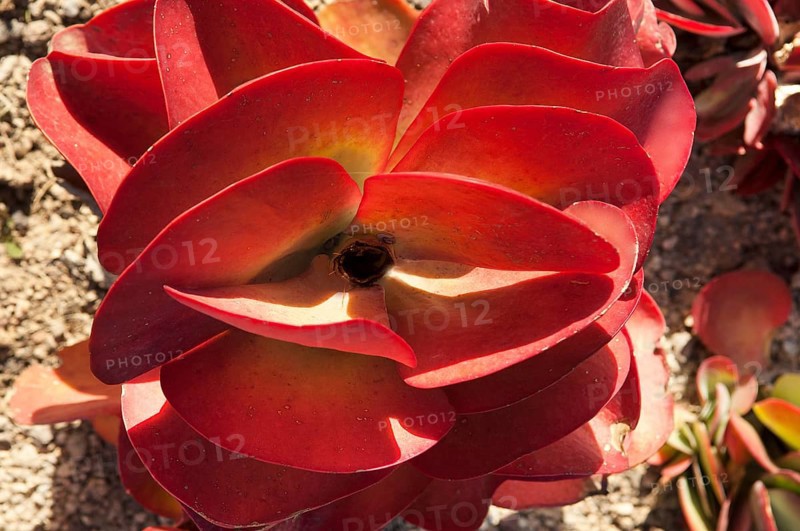 Kalanchoe (Kalanchoe tetraphylla)